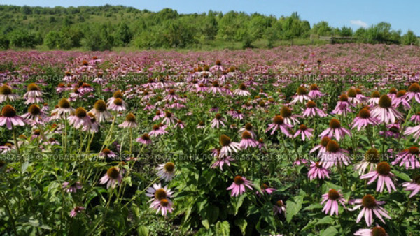 Поле эхинацеи пурпурной (Echinacea purpurea). Field of echinacea (Echinacea purpurea). Стоковое видео, видеограф Евгений Романов / Фотобанк Лори