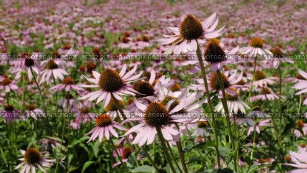 Поле эхинацеи пурпурной (Echinacea purpurea). Field of echinacea (Echinacea purpurea). Стоковое видео, видеограф Евгений Романов / Фотобанк Лори