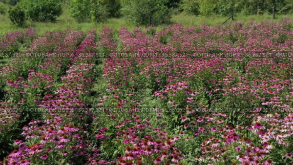Поле эхинацеи пурпурной (Echinacea purpurea). Вид с воздуха. Field of echinacea (Echinacea purpurea). Aerial view. Стоковое видео, видеограф Евгений Романов / Фотобанк Лори