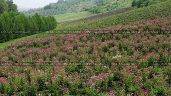 Поле эхинацеи пурпурной (Echinacea purpurea). Вид с воздуха. Field of echinacea (Echinacea purpurea). Aerial view. Стоковое видео, видеограф Евгений Романов / Фотобанк Лори