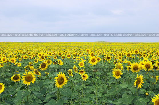 Поле подсолнухов. Стоковое фото, фотограф Александр Катайцев / Фотобанк Лори