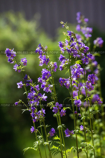Polemonium caeruleum (Синюха голубая) Стоковое фото, фотограф Юлия Бабкина / Фотобанк Лори