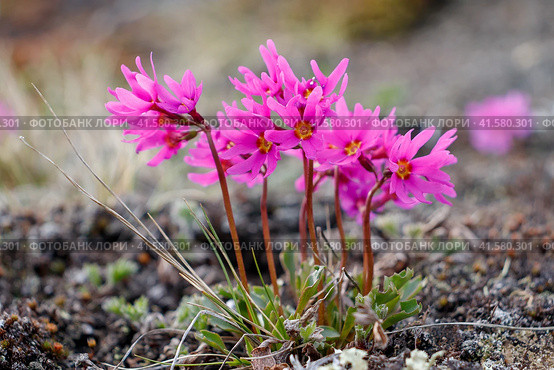 Полевые цветы Primula cuneifolia (первоцвет клинолистный, примула клинолистная). Маленькие розовые цветы. Красивые дикие растения. Весенняя природа. Малая глубина резкости. Размытый фон. Крупный план. Магаданская область, Россия. Стоковое фото, фотограф Андрей Степанов / Фотобанк Лори