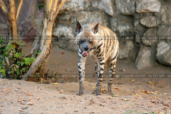 Полосатая гиена, стоит с открытой пастью (Striped hyena, Hyaena hyaena) Стоковое фото, фотограф Щеголева Ольга / Фотобанк Лори