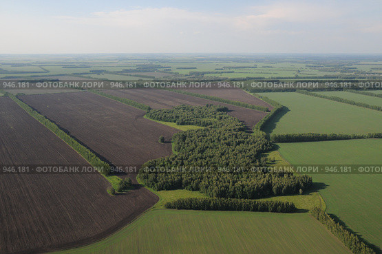 Поля и лесополосы, Алтайский край. Стоковое фото, фотограф Free Wind / Фотобанк Лори