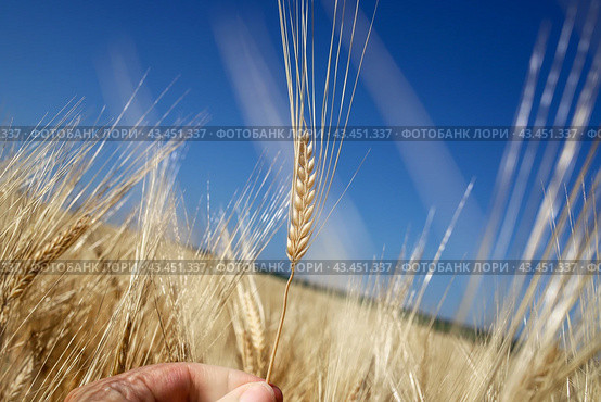 Поля зерновых. Урожай. Колос в руке человека. Two-row barley in a human hand. Стоковое фото, фотограф Ekaterina M / Фотобанк Лори
