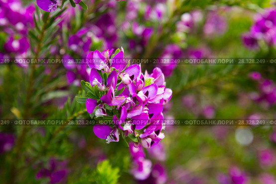 polygala myrtifolia flowers. Стоковое фото, фотограф Яков Филимонов / Фотобанк Лори