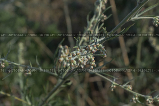 Полынь обыкновенная (artemisia vulgaris), пыльники. Стоковое фото, фотограф Snezka / Фотобанк Лори