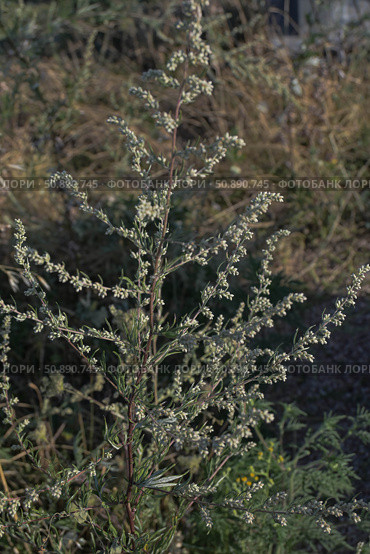 Полынь обыкновенная (artemisia vulgaris), сильный аллерген. Стоковое фото, фотограф Snezka / Фотобанк Лори