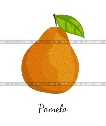 Pomelo exotic fruit vector illustration isolated. Tropical food, similar in appearance to grapefruit or pear, dieting vegetarian citrus with leaf. Pomelo Exotic Fruit Vector Tropical Food Icon. Стоковая иллюстрация, агентство Ingram Publishing / Фотобанк Лори
