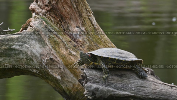Pond sliders AKA Red Eared Terrapin Turtles - Trachemys scripta elegans. Стоковое видео, видеограф Сергей Старуш / Фотобанк Лори
