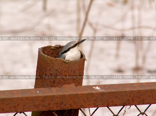 Поползень, Sitta europaea, Nuthatch. Стоковое фото, фотограф Василий Вишневский / Фотобанк Лори