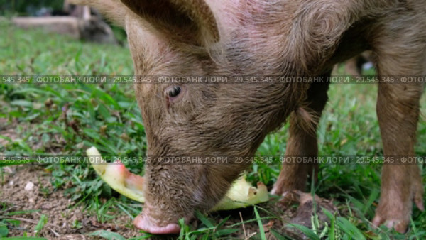 Поросята поедают арбузные корки / Piglets are eating watermelon peels. Стоковое видео, видеограф Сергей Пристяжнюк (Serg Zastavkin) / Фотобанк Лори