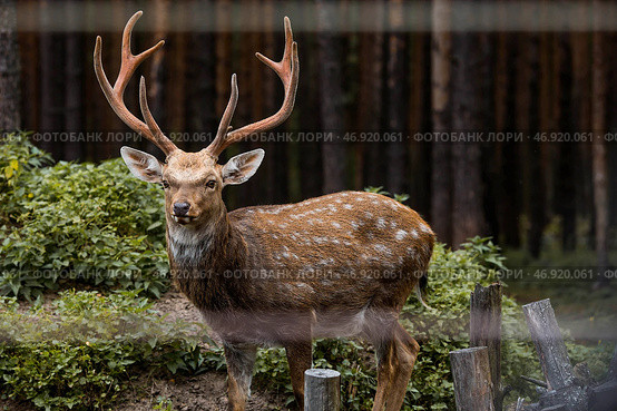 Portrait. A deer with beautiful antlers in a pen on a ranch, on a private eco-farm or in a petting zoo. Animal husbandry. Love for animals. Стоковое фото, фотограф Photojuli / Фотобанк Лори