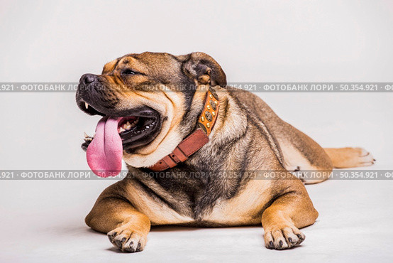 portrait bulldog with sticking its tongue out white background. Стоковое фото, агентство Ingram Publishing / Фотобанк Лори
