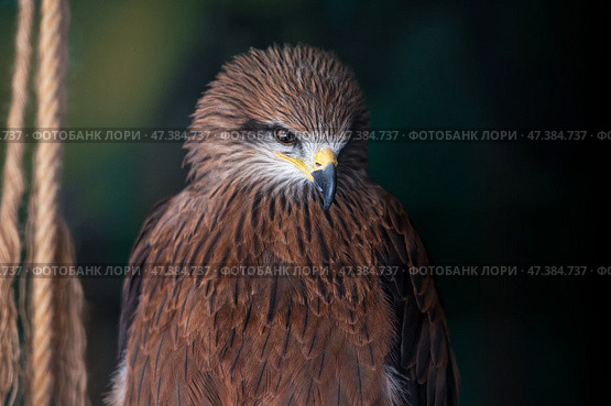 Portrait of a black kite, Milvus migrans, sitting in an aviary. Стоковое фото, фотограф Екатерина Лызлова / Фотобанк Лори