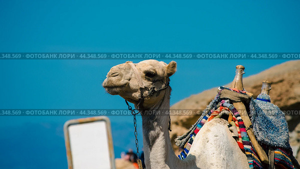 portrait of a camel with blank sign in Egypt Dahab South Sinai. Стоковое фото, фотограф Артем Курутин / Фотобанк Лори
