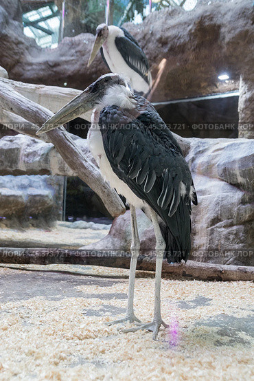 Portrait of a marabou stork in close-up at the zoo. Vertical photo. Стоковое фото, фотограф Регина Ерофеева / Фотобанк Лори