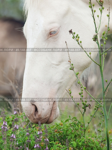 portrait of albino half-wild horse. Israel . Стоковое фото, агентство Ingram Publishing / Фотобанк Лори