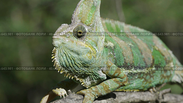 Portrait of an elderly chameleon perched on a tree branch and looks into the camera. Veiled chameleon, Yemen chameleon or Cone-head chameleon (Chamaeleo calyptratus) Стоковое фото, фотограф Некрасов Андрей / Фотобанк Лори