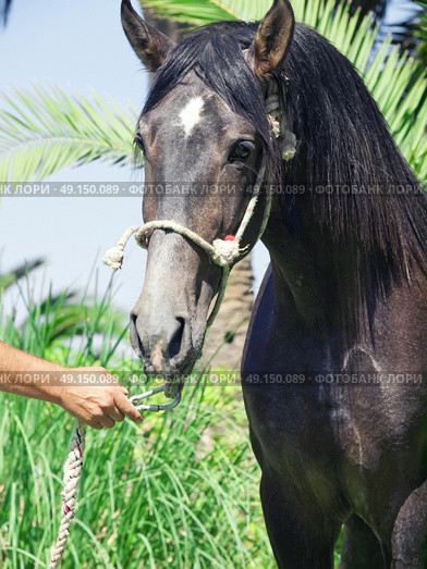 portrait of Andalusian grey  stallion at palm leaves background. Стоковое фото, агентство Ingram Publishing / Фотобанк Лори