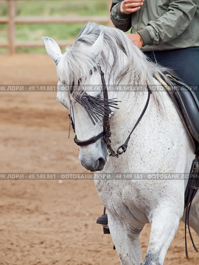 portrait of beautiful Andalisian grey  horse in move with rider. Стоковое фото, агентство Ingram Publishing / Фотобанк Лори
