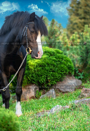 portrait of beautiful black welsh pony posing at nice lawn. Стоковое фото, агентство Ingram Publishing / Фотобанк Лори