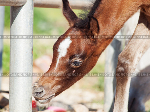 portrait of beautiful inquisitive arabian foal. Israel. Стоковое фото, агентство Ingram Publishing / Фотобанк Лори