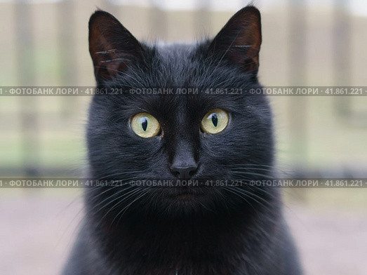 Portrait of black cat on the city street. Animals theme. Стоковое фото, фотограф YuryKara / Фотобанк Лори