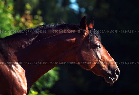 portrait of  breed  horse in dark and ligth sides in move. Стоковое фото, агентство Ingram Publishing / Фотобанк Лори