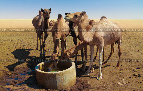 Portrait of drinking camels at the desert well in Ouled-Rachid, Batha, Chad. Стоковое фото, фотограф Сергей Майоров / Фотобанк Лори