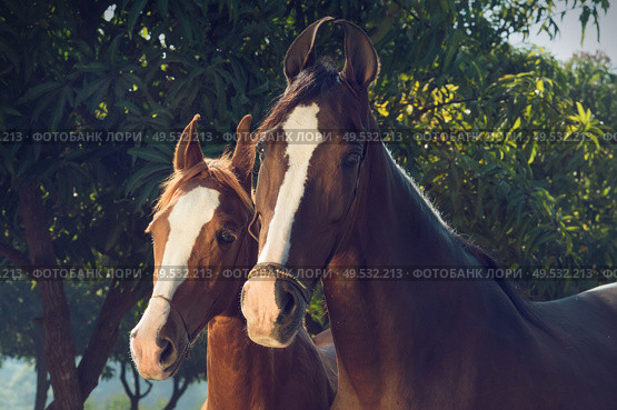 portrait of Marwari mare with her foal. Gujarat, India. Стоковое фото, агентство Ingram Publishing / Фотобанк Лори