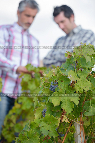 portrait of men in the vines. Стоковое фото, агентство Ingram Publishing / Фотобанк Лори