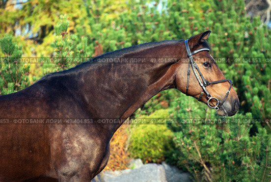 portrait of sportive warmblood horse at pine trees background. Стоковое фото, агентство Ingram Publishing / Фотобанк Лори