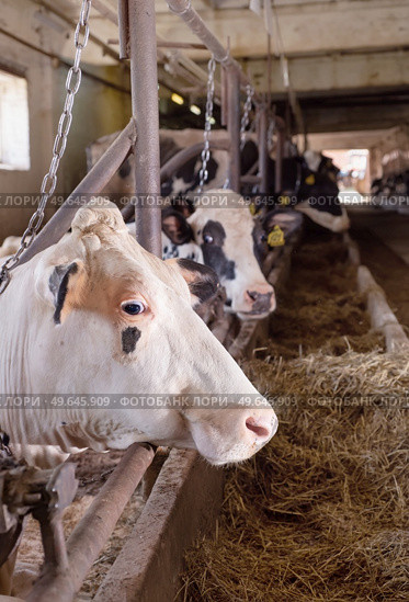 portrait of white holshtain cow resting  at farm. dairy industry. Стоковое фото, агентство Ingram Publishing / Фотобанк Лори