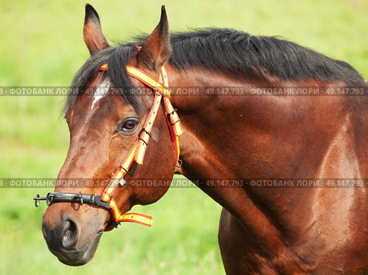 portrait of wonderful breed stallion in spain halter cloudy day. Стоковое фото, агентство Ingram Publishing / Фотобанк Лори