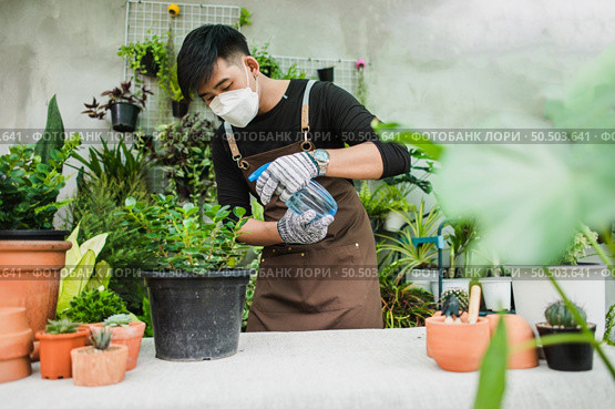 Portrait Young gardener man in face mask wearing gloves and apron spraying water on houseplants in pot, small business with tree or  Home gardening. Стоковое фото, агентство Ingram Publishing / Фотобанк Лори
