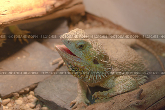 Портрет бородатой агамы (Pogona vitticeps) Стоковое фото, фотограф Евгений Капранов / Фотобанк Лори