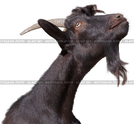 Портрет чёрного козла на белом фоне. Portrait of goat on a white background. Стоковое фото, фотограф Татьяна Д / Фотобанк Лори