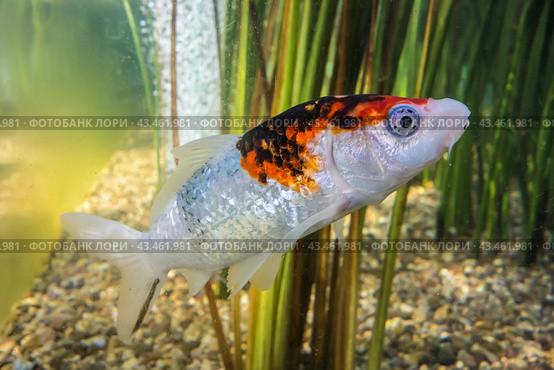 Портрет карпа кои крупным планом, вид сбоку/ Koi carp fish close-up in an aquarium. Стоковое фото, фотограф Iva Noel / Фотобанк Лори