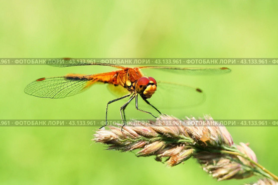 Портрет стрекозы на размытом зеленом фоне.  Макро. Portrait of a dragonfly on a green background. Стоковое фото, фотограф Лариса Гордеева / Фотобанк Лори