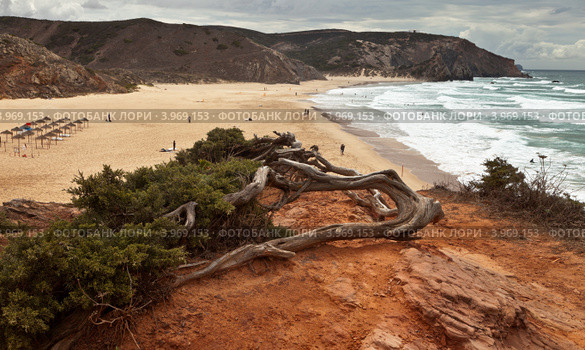 Португалия. Алгарве. Пляж Амадо. Международная школа серфинга (Algarve, Amado) (2012 год). Стоковое фото, фотограф Виктория Катьянова / Фотобанк Лори