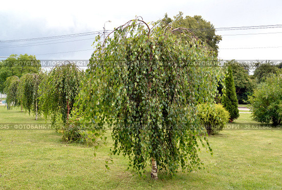 Посадка березы повислой Юнга (Betula pendula 'Youngii') в городском сквере. Стоковое фото, фотограф Ирина Борсученко / Фотобанк Лори