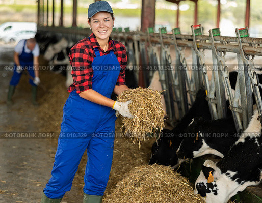 Positive girl takes armful of straw from pile with hands and gives it to cows. Стоковое фото, фотограф Яков Филимонов / Фотобанк Лори
