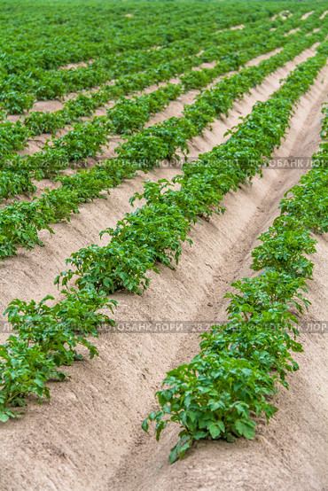 Potato field. Стоковое фото, фотограф Ольга Сейфутдинова / Фотобанк Лори
