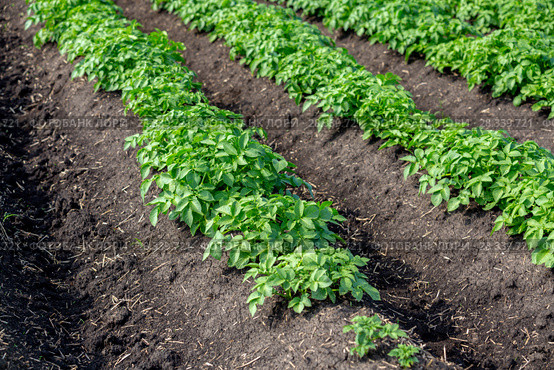 Potato field. Стоковое фото, фотограф Ольга Сейфутдинова / Фотобанк Лори