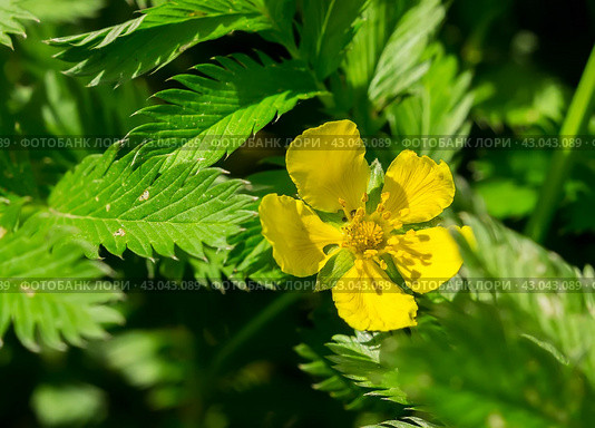 Potentilla anserina, Silverweed. Стоковое фото, фотограф Любовь Назарова / Фотобанк Лори