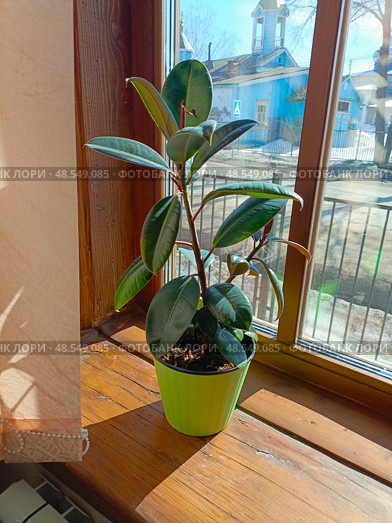 Potted Rubber Plant in Naturalistic Style with Green and Brown Tones for Indoor Decor by Sunny Window. Стоковое фото, фотограф Елена Высокова / Фотобанк Лори