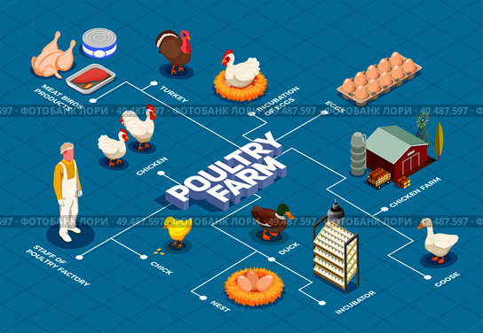 Poultry farm flowchart with chicken farm turkey goose birds eggs meat products isometric elements vector illustration. Стоковая иллюстрация, агентство Ingram Publishing / Фотобанк Лори