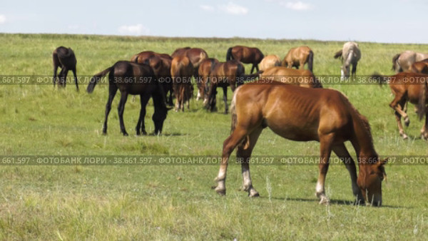 Поволжье, Оренбургская область. Табун лошадей на пастбище. Volga region, Orenburg oblast. A herd of horses in a pasture. Стоковое видео, видеограф Евгений Романов / Фотобанк Лори